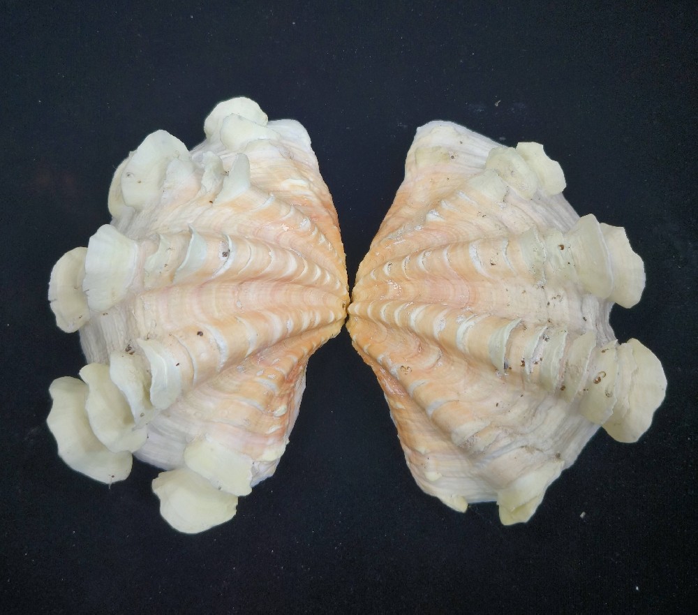鳞砗磲1