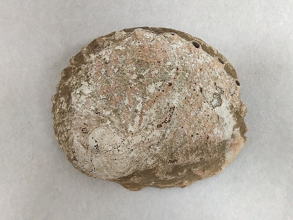 面包形珍珠贝