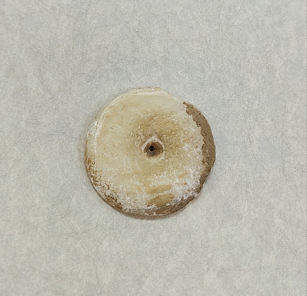 砗磲乳突