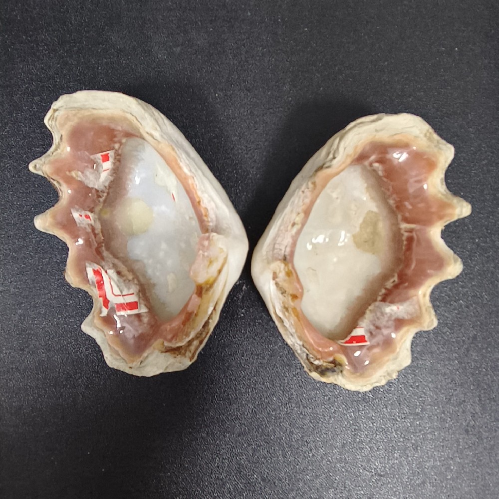 血小贝（一）