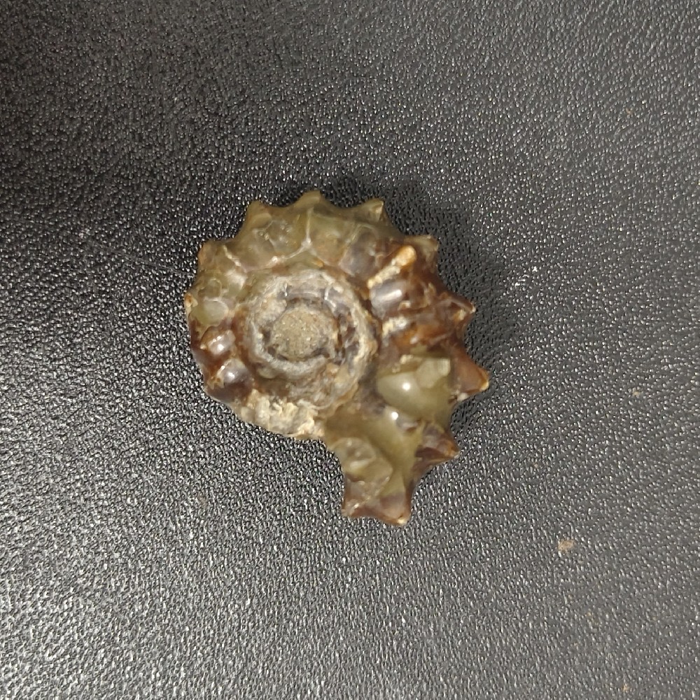 羊角螺化石