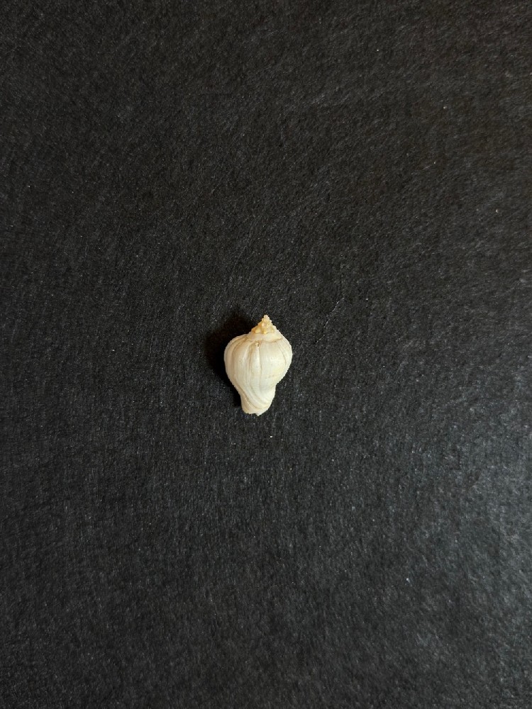 铅锤峨螺