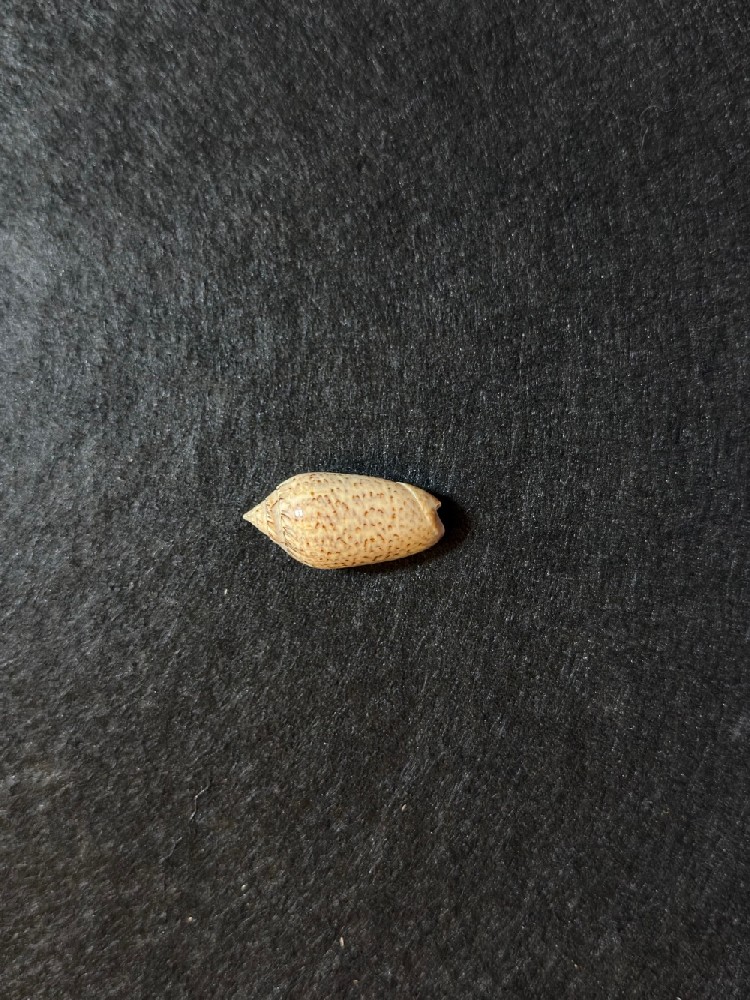 紫木纹榧螺