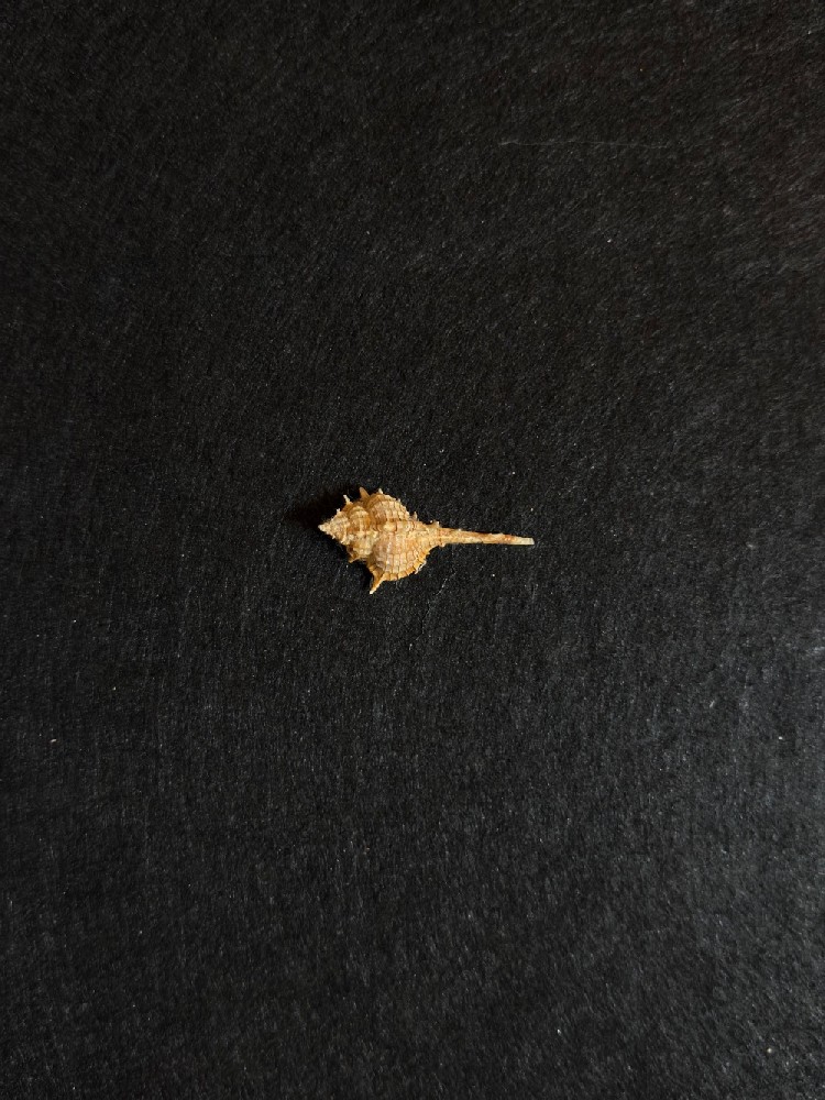 弯刺骨螺