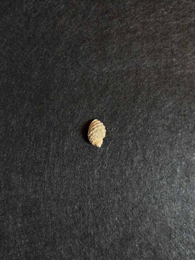 潘萨罗螺