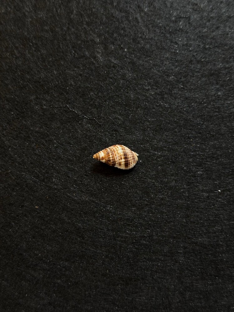 尖头织纹螺