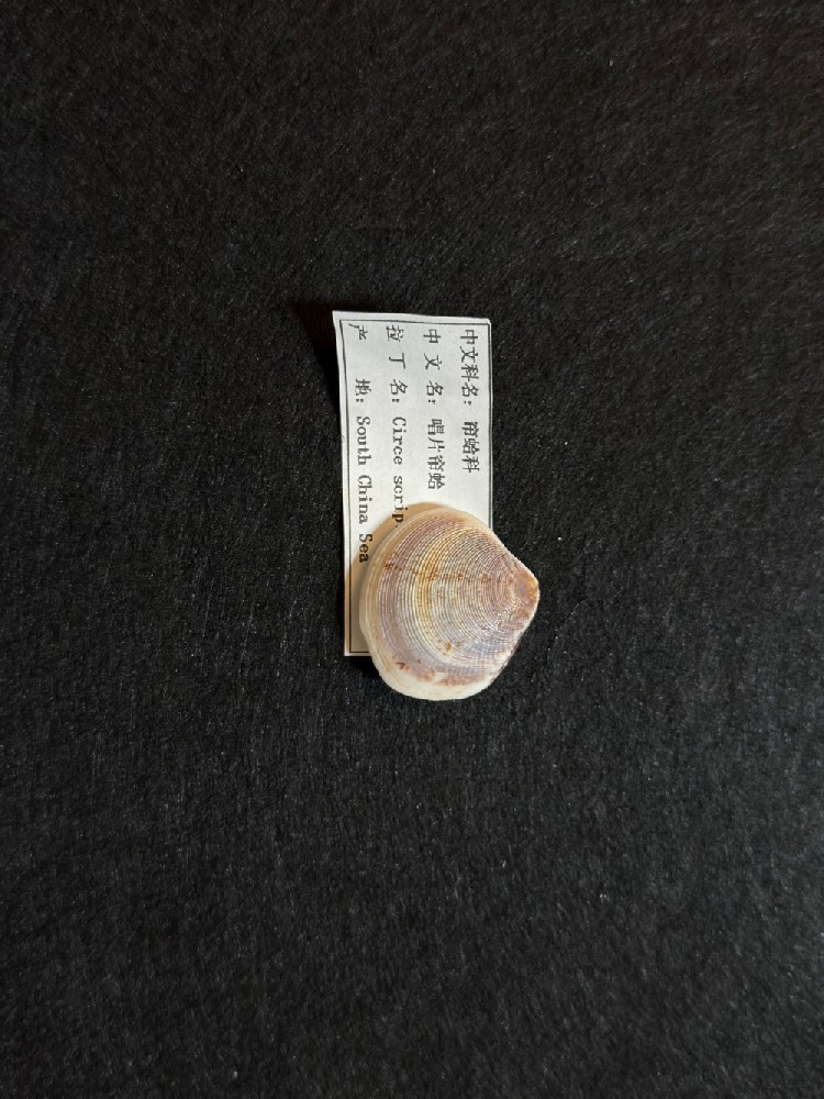 唱片帘蛤