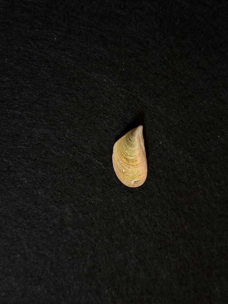 孔雀壳菜蛤