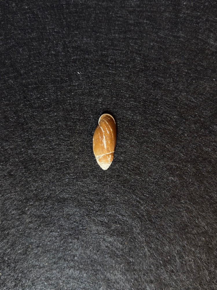 犹大耳螺