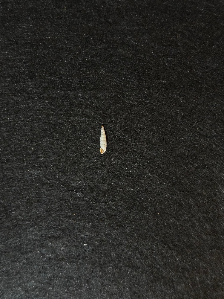 多弗莱烟管螺