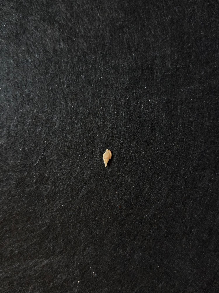 双沟麦螺