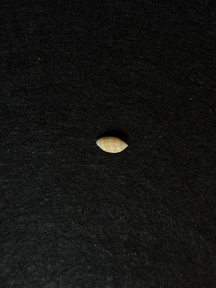 刻纹捻螺