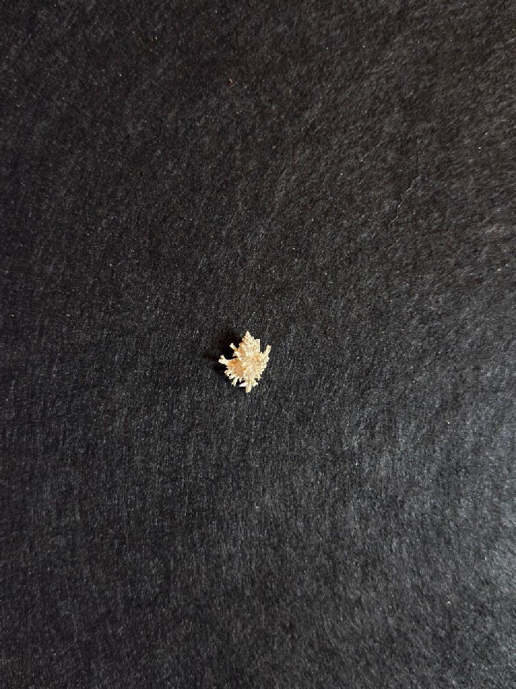 皮裂骨螺