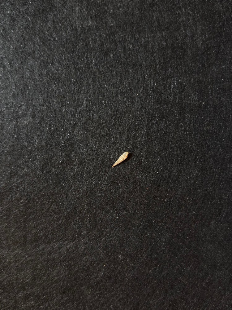 克拉克笋螺