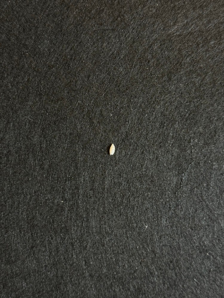 环纹榧螺