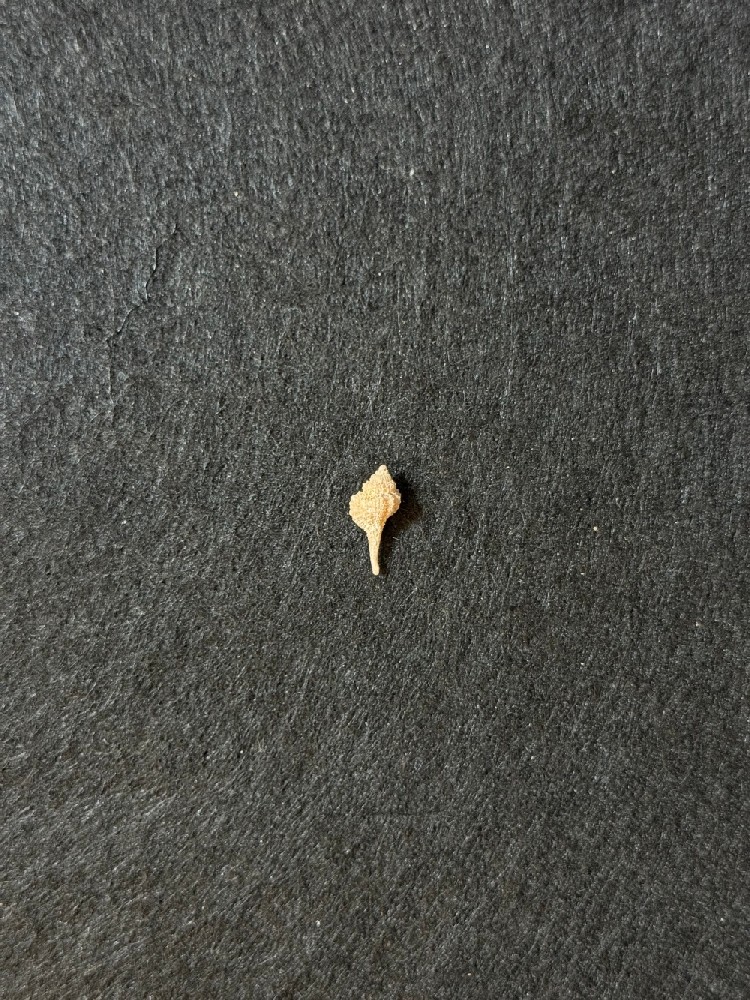 天台骨螺