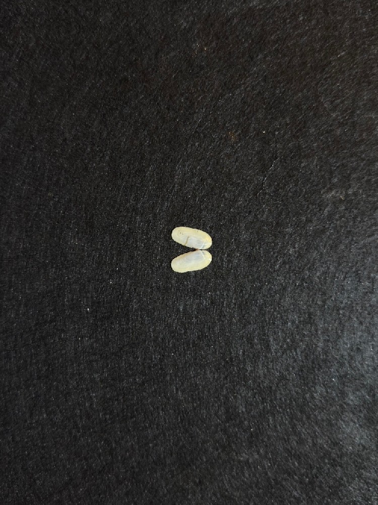 小刀蛏