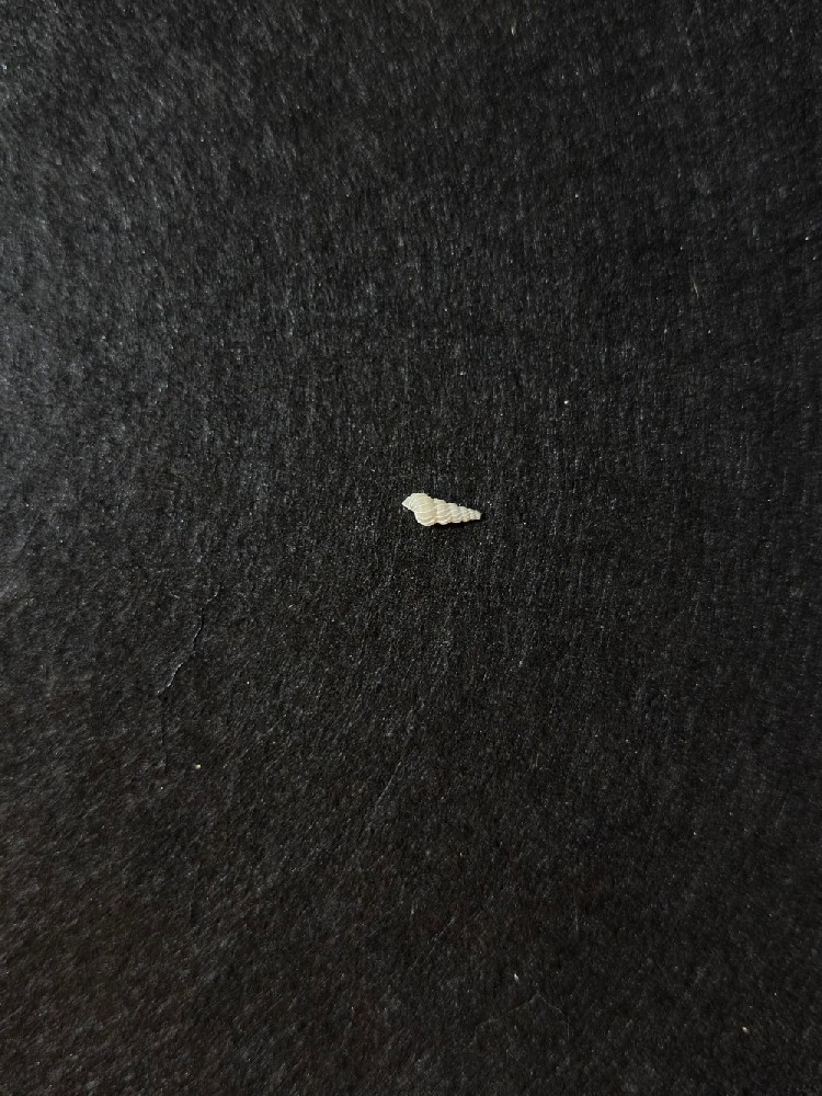 斯啼玛海蛳螺